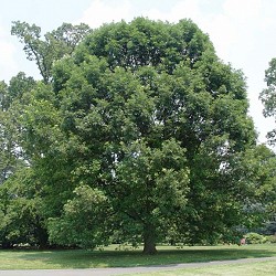 Oak, White for sale at Sheboygan Tree & Shrub Program