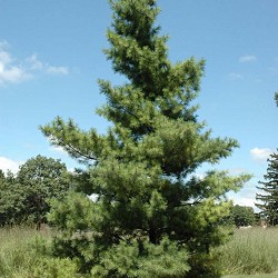 Pine, White for sale at Sheboygan Tree & Shrub Program