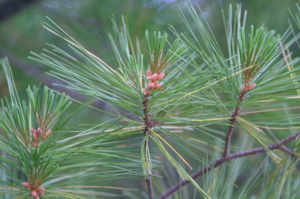 White Pine