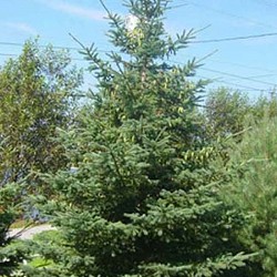 Spruce, White for sale at Sheboygan Tree & Shrub Program