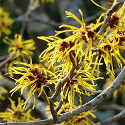 Witch Hazel for sale at Sheboygan Tree & Shrub Program